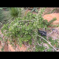 Pereskiopsis digueti (fam Cactacees) (1)